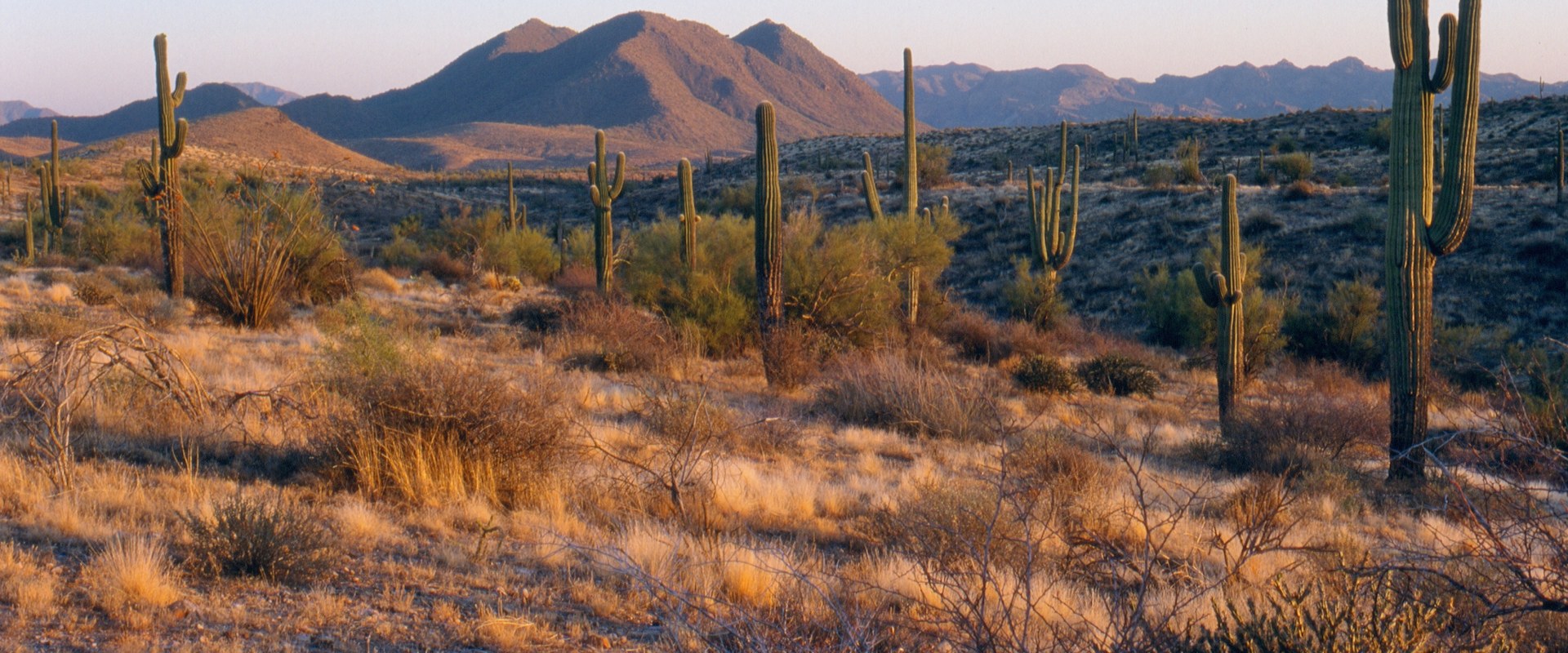 Experience the Thrill of the Mesa Marathon in Maricopa County
