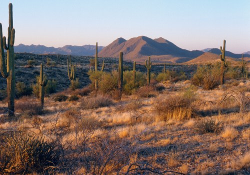 Experience the Thrill of the Mesa Marathon in Maricopa County